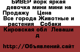 БИВЕР йорк яркая девочка мини мини на Продажу! › Цена ­ 45 000 - Все города Животные и растения » Собаки   . Кировская обл.,Леваши д.